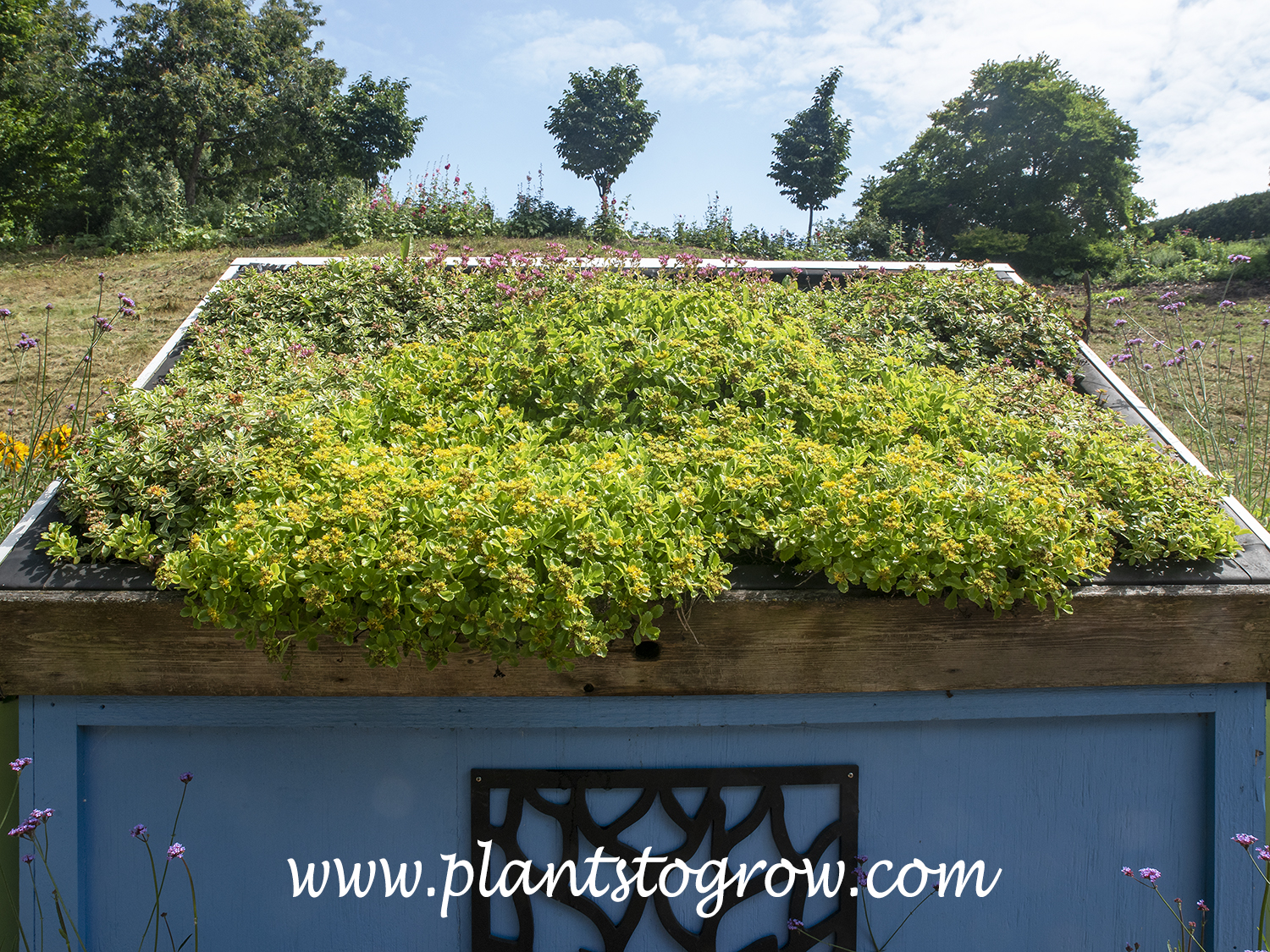 Picture of green roof garden | Plants To Grow Plants Database by Paul S. Drobot